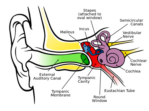 500px-anatomy_of_the_human_ear.svg-1